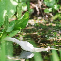 水芭蕉の白い花と葉にまたがるアマガエルの写真