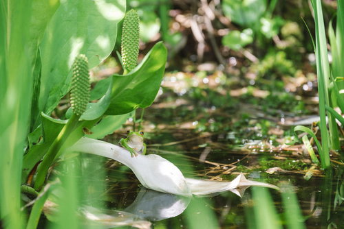水芭蕉の白い花と葉にまたがるアマガエル