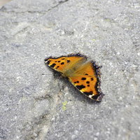 日光白根山の岩の上で休むヒオドシチョウの写真