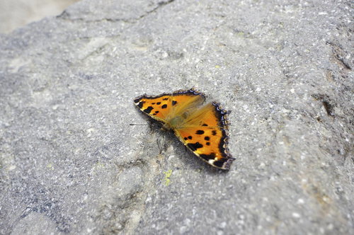 日光白根山の岩の上で休むヒオドシチョウ