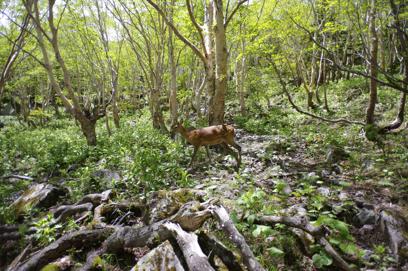 日光白根山の緑豊かな森林で静かに佇む野生の茶色い鹿