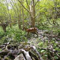 日光白根山の森林に生息する野生のシカの生態の写真