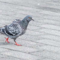 アスファルトの上をどこかに向かう鳩の歩く姿の写真