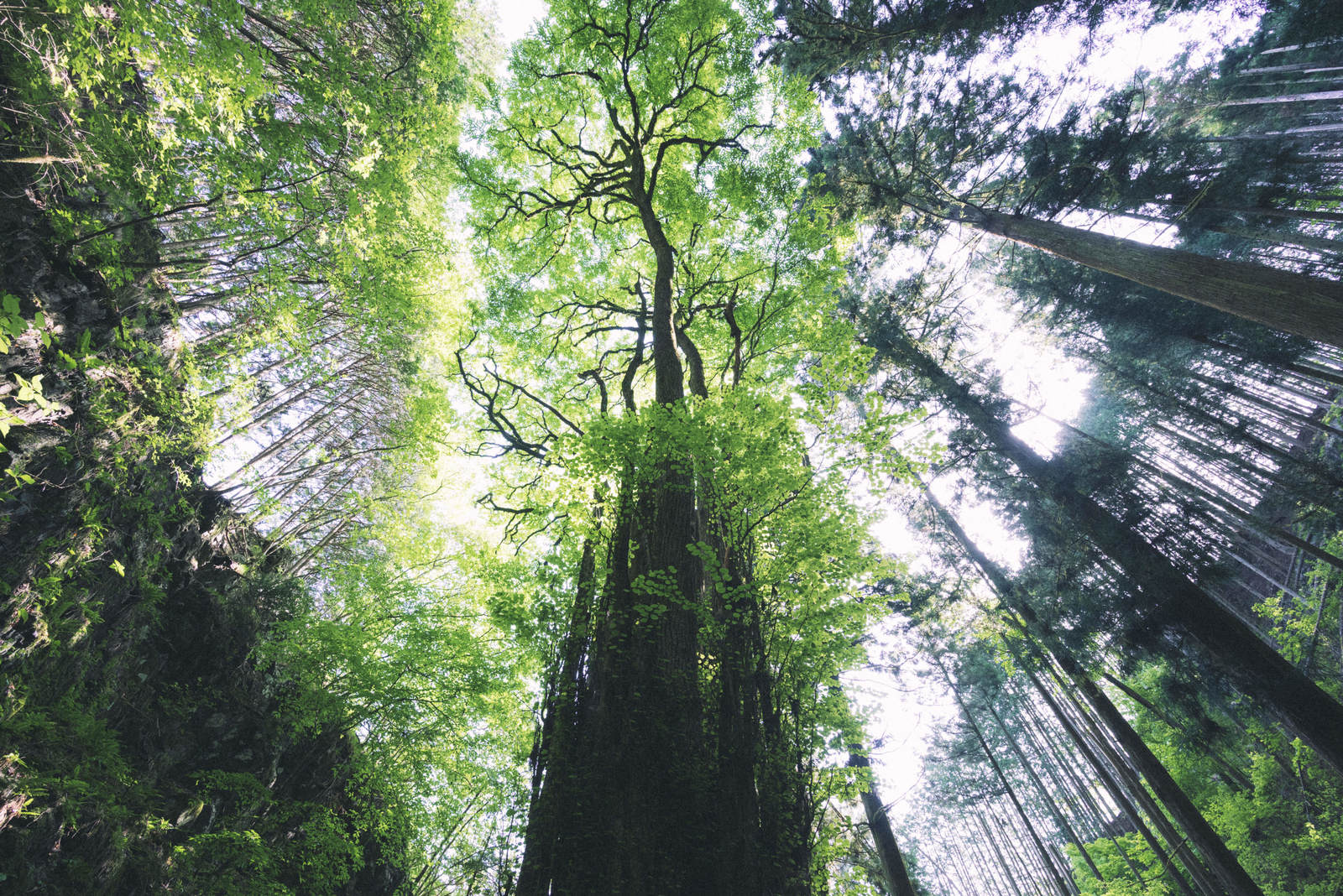 石裂山の巨大な樹木が青空に向かってそびえ立つ森林風景
