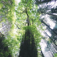 石裂山の巨樹が青空に向かってそびえ立つ林の写真