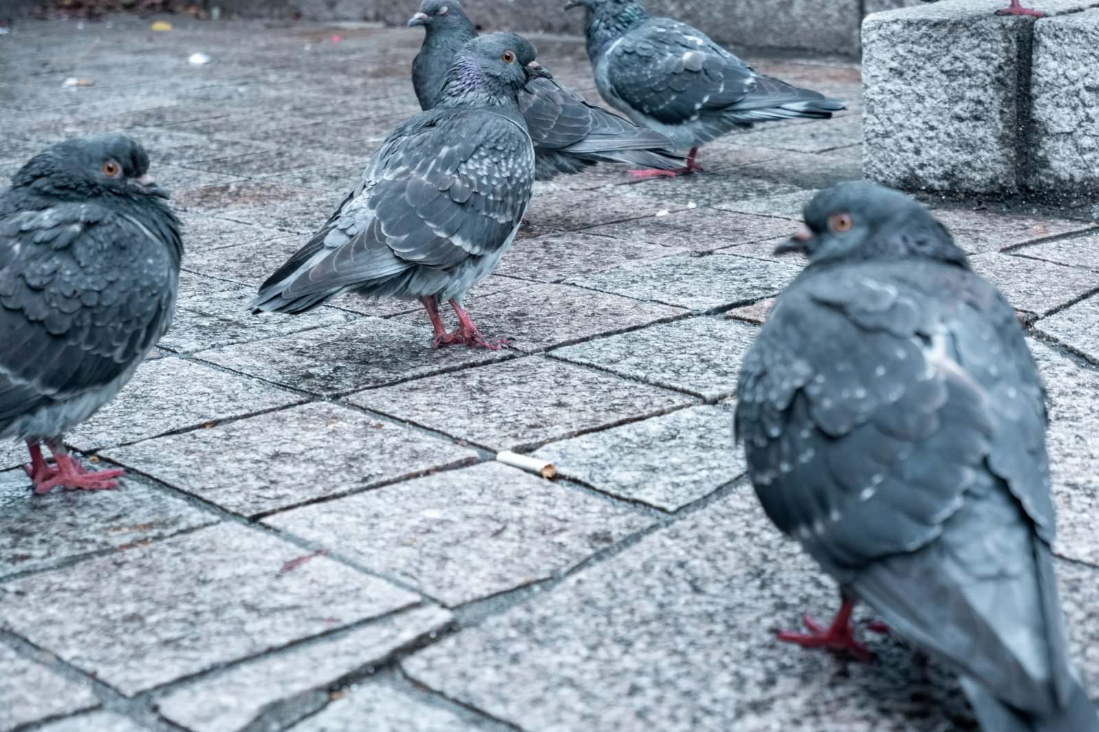石畳の広場に集まるドバトたち