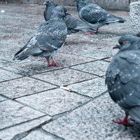 石畳に群れるドバトの写真
