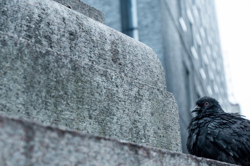 コンクリートの隅っこに佇む黒い鳩