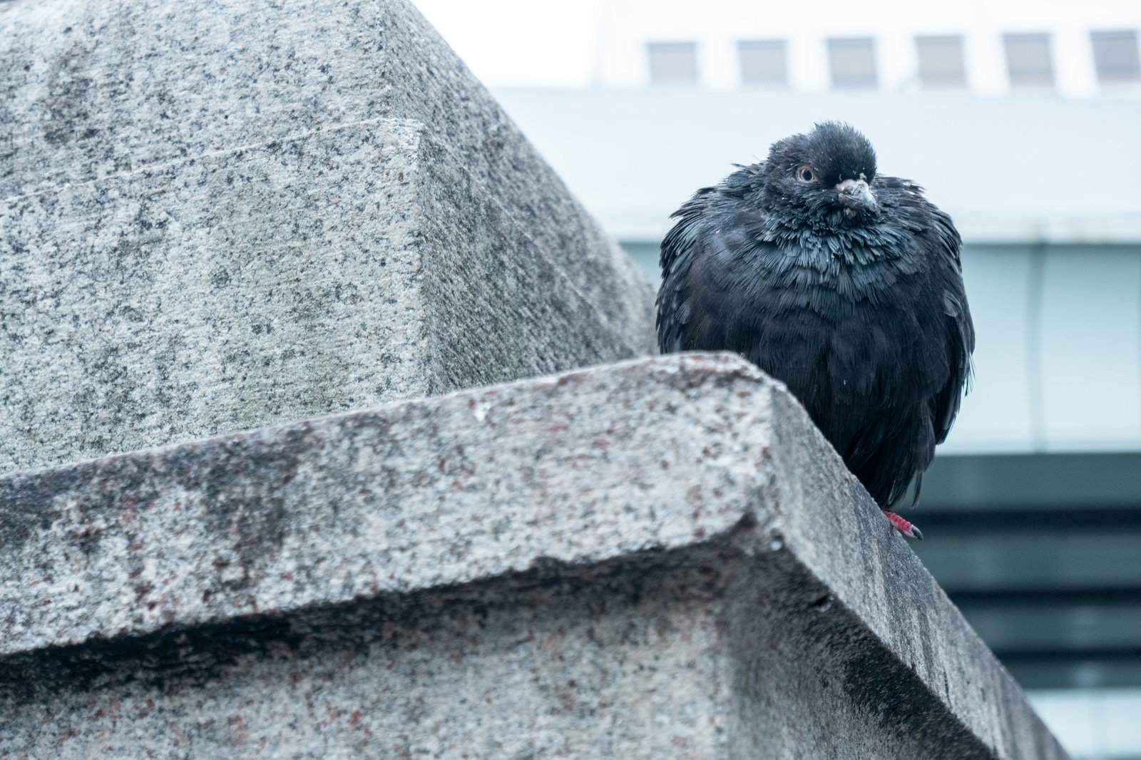石の上で警戒するように首を上げている黒い羽色の鳩