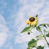 青空を背景に咲くひまわり、黄色い花弁と茶色い種が特徴のキク科の向日葵の写真