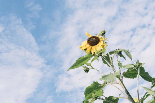 青空を背景に咲くひまわり、黄色い花弁と茶色い種が特徴のキク科の向日葵