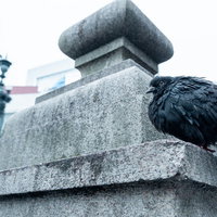 都市の石垣に止まり周囲を警戒する黒い鳩の野鳥の写真