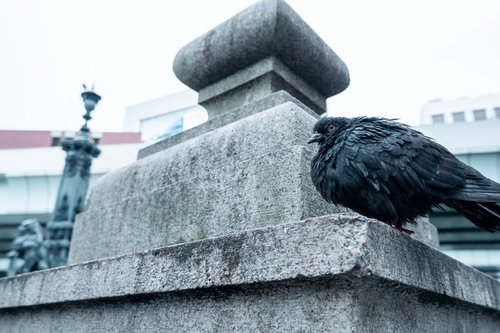 都市の石垣に止まり周囲を警戒する黒い鳩の野鳥