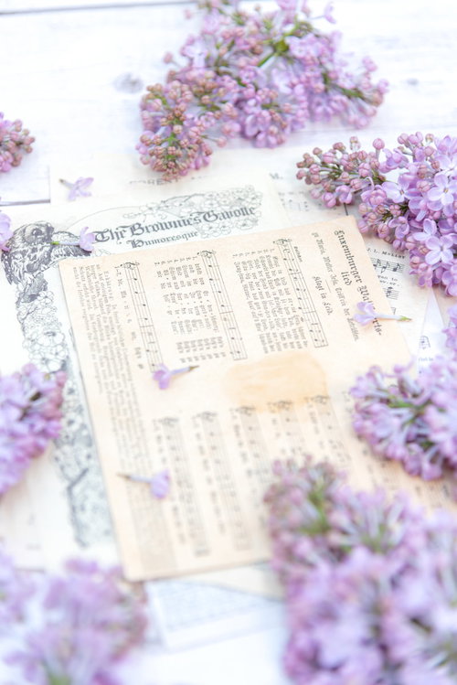 楽譜の上に置かれたライラックの花と音楽。春の音楽イベント