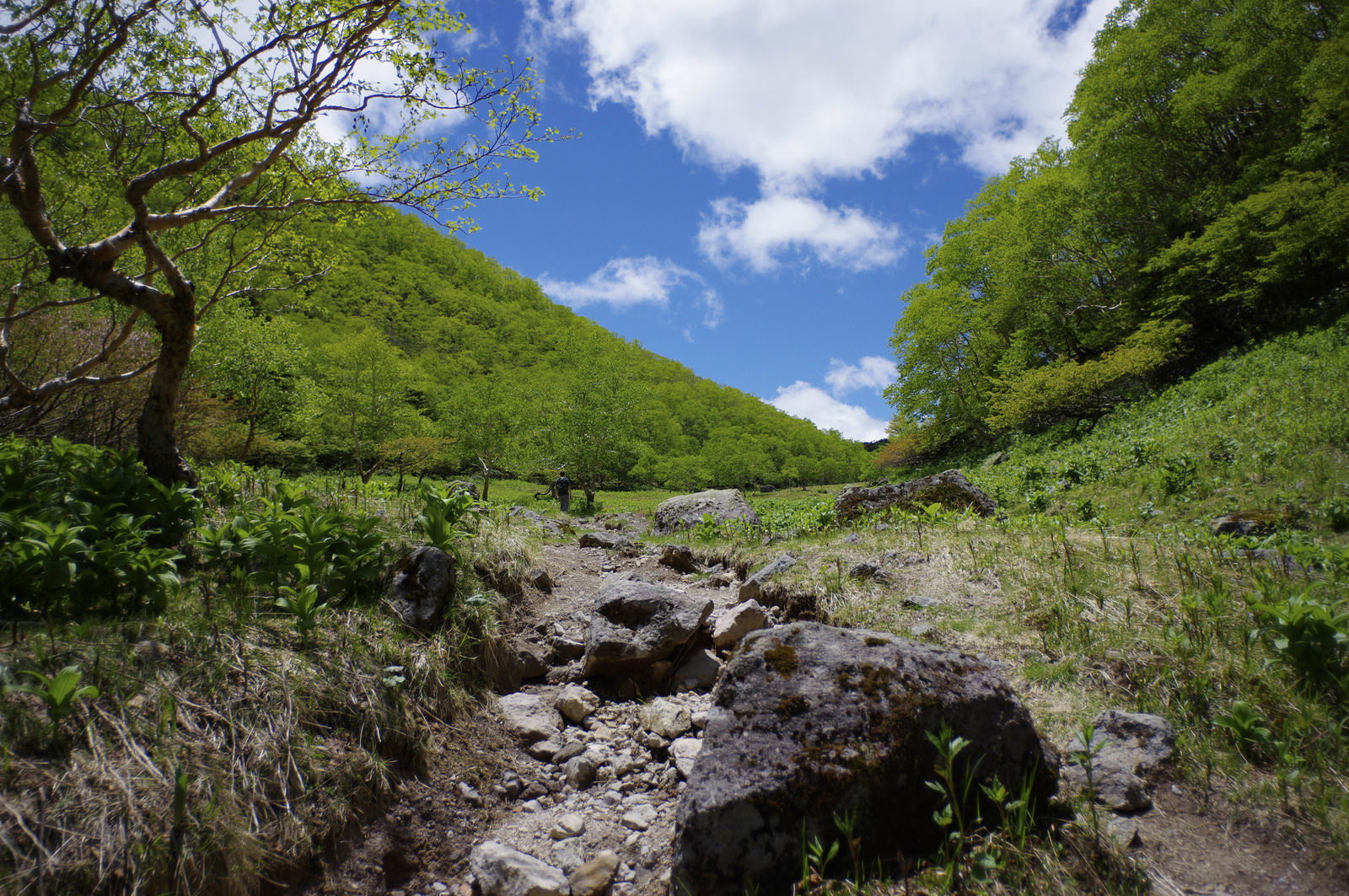 日光白根山の谷間で岩場の間を流れる小川と新緑の山々