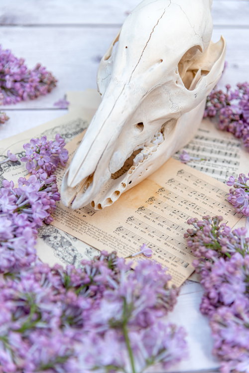 楽譜の上に並ぶ白い頭蓋骨と紫のライラック