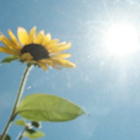 青空を背景に太陽の逆光を浴びるひまわり畑の黄色い花の写真