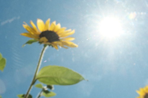 青空を背景に太陽の逆光を浴びるひまわり畑の黄色い花