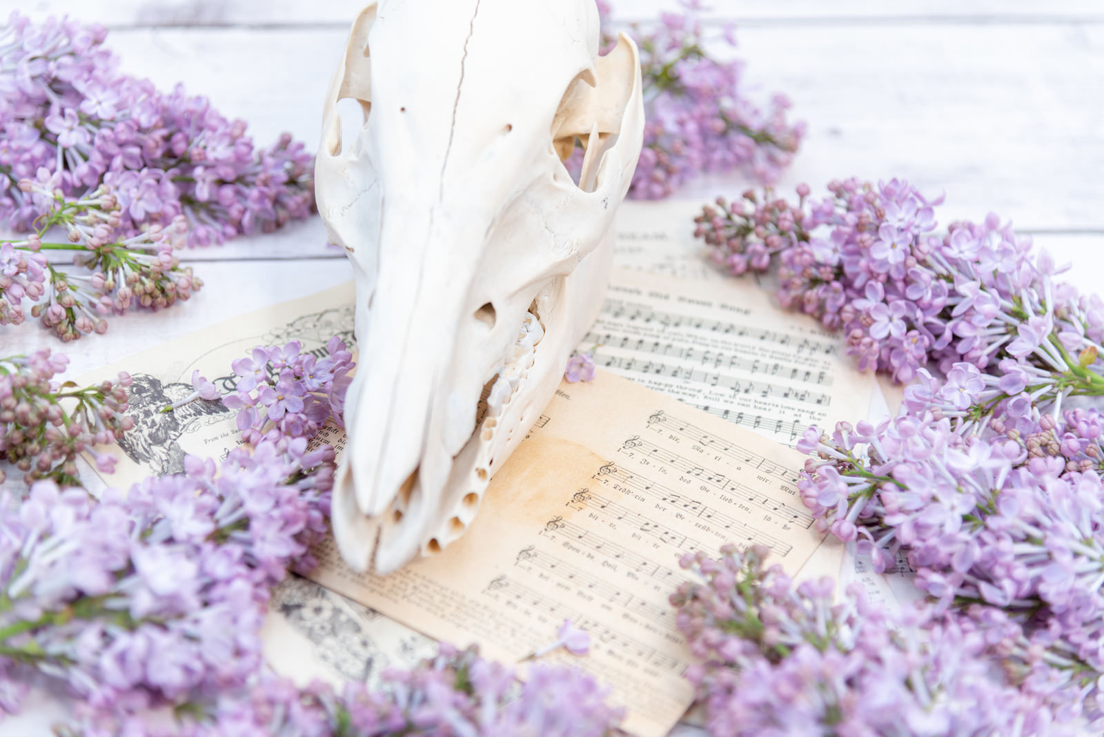 紫色のライラックの花が楽譜と頭蓋骨を囲むように配置された芸術的な静物写真