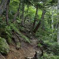 日光白根山湯元温泉の樹林帯を通る登山道と苔むした森の写真