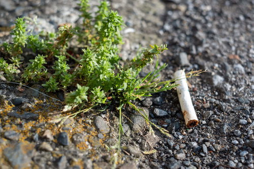 路上にポイ捨てされた紙タバコの吸い殻