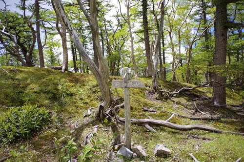 日光白根山湯元温泉コースの森林に立つ木製指導標