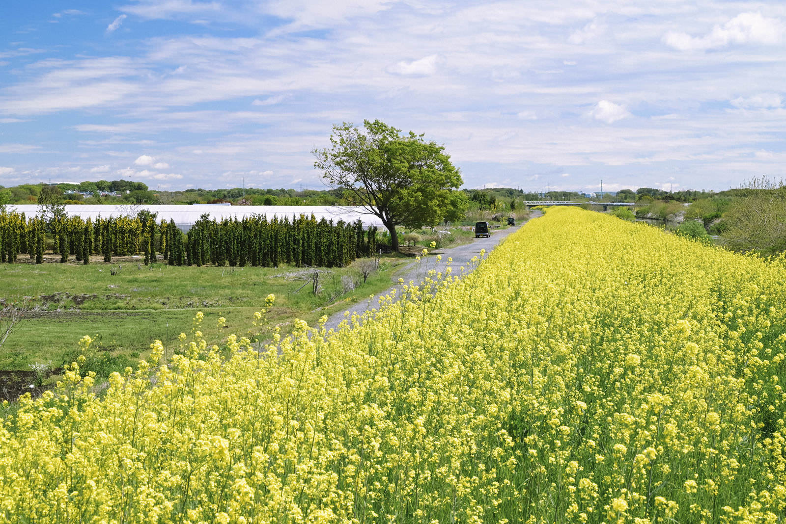 青空の下、黄色い菜の花畑の中を通る一本道がある河川敷の風景