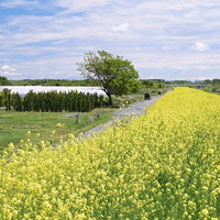 青空の下、菜の花が咲く河川敷の道の写真