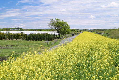 青空の下、菜の花が咲く河川敷の道
