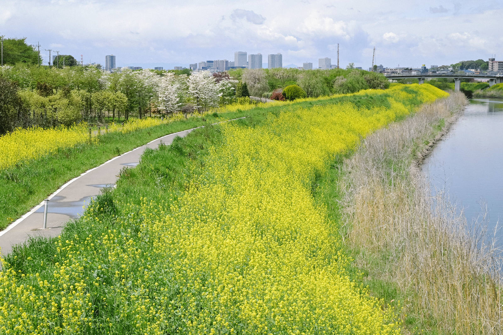 河川敷一面に咲いた黄色い菜の花と遊歩道、背景に都市の景観