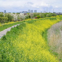 河川敷に咲く菜の花と遊歩道、春の黄色い花畑風景の写真