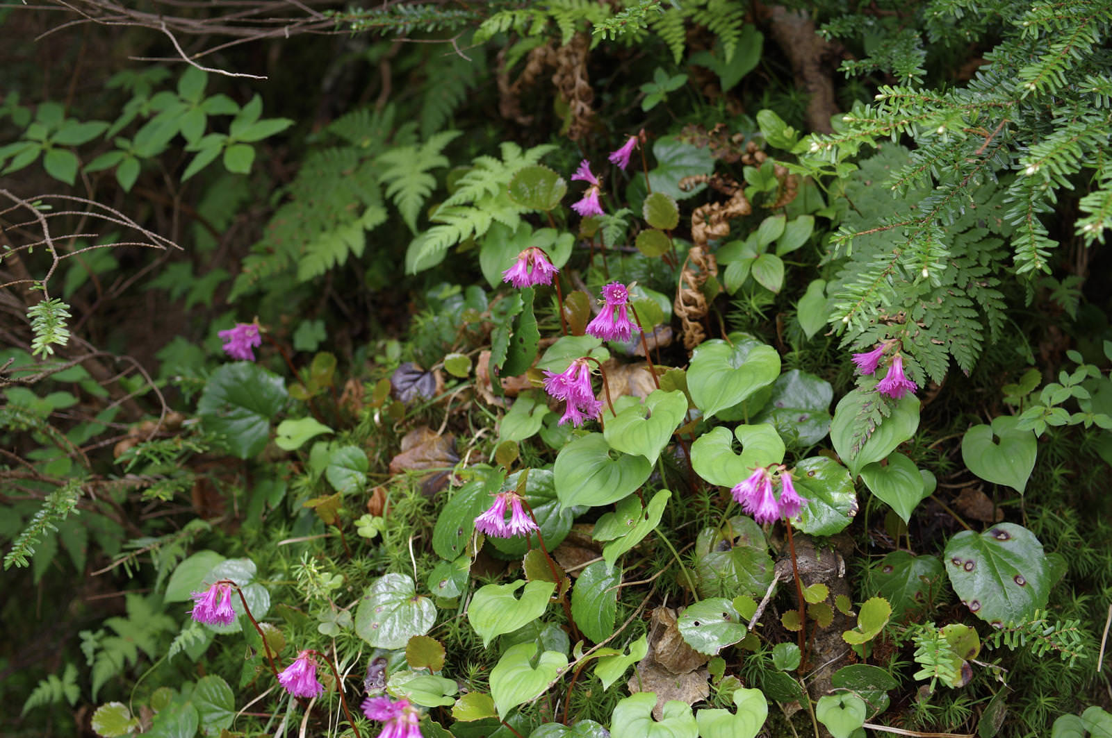 日光白根山の登山道で緑の葉の間に咲くピンク色のイワカガミの花