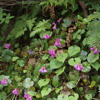 日光白根山の登山道に咲くピンク色のイワカガミの写真