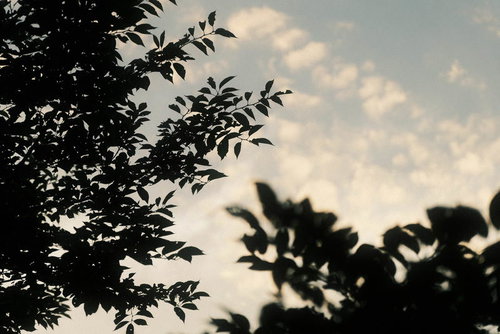 日が暮れるのも早くなった秋空の夕焼けと木々のシルエット