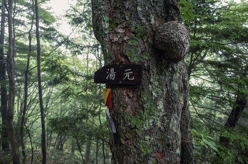 日光白根山の湯元温泉へいざなう指導標と森林風景