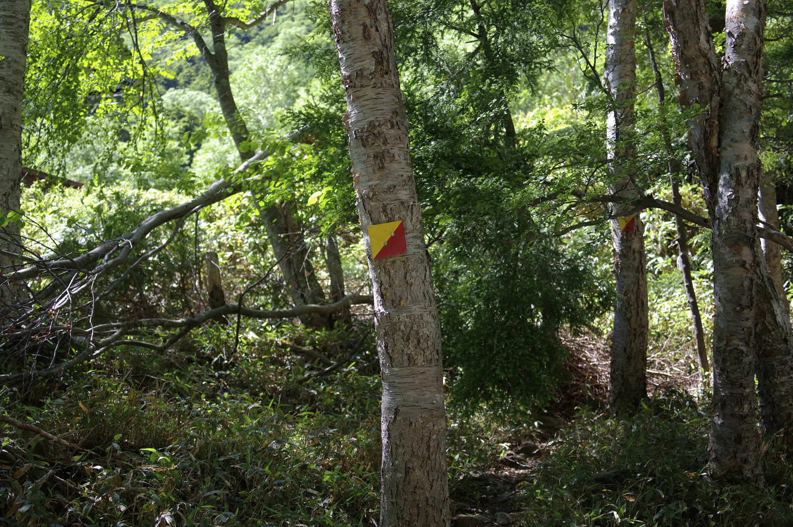 日光白根山の登山道で白樺に設置された黄色と赤色の指導標