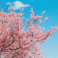 青空と白い雲を背景に満開に咲くピンクの桜の木の写真