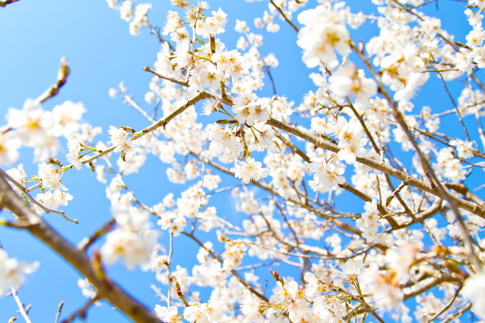 青空を背景に咲く白い桜