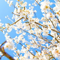 青空を背景に枝いっぱいに咲く白い桜の花の写真