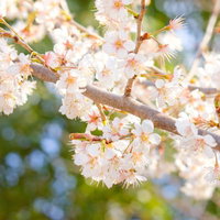 緑と青空を背景に枝に密集して咲く暖かな光の白い桜の写真