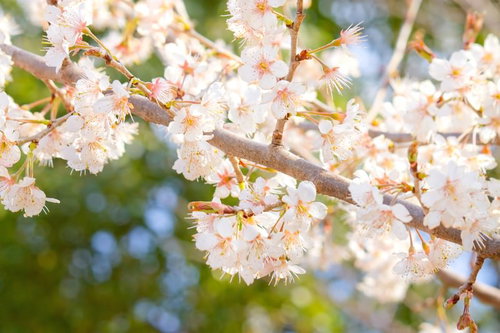 緑と青空を背景に枝に密集して咲く暖かな光の白い桜