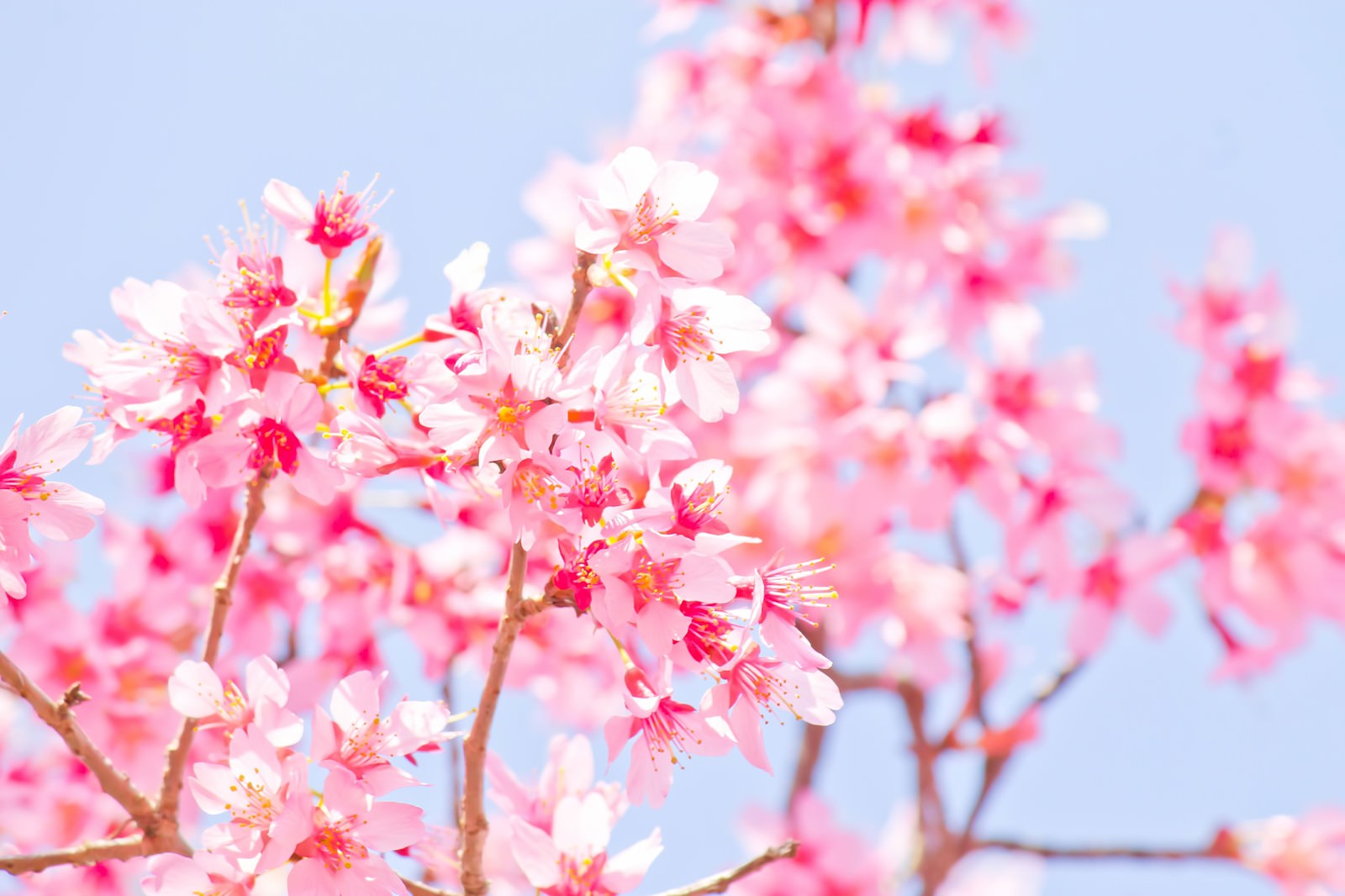水色の空に咲くピンクの桜