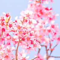明るい水色の空に咲くピンクの桜と赤いおしべの写真