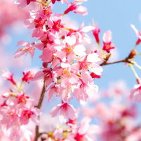 青空を背景にしたおしべが見えるピンクの桜の花の写真