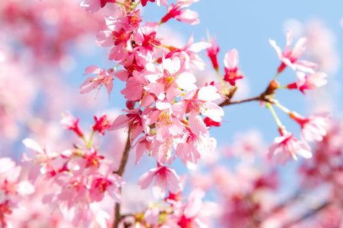 青空を背景にしたおしべが見えるピンクの桜の花