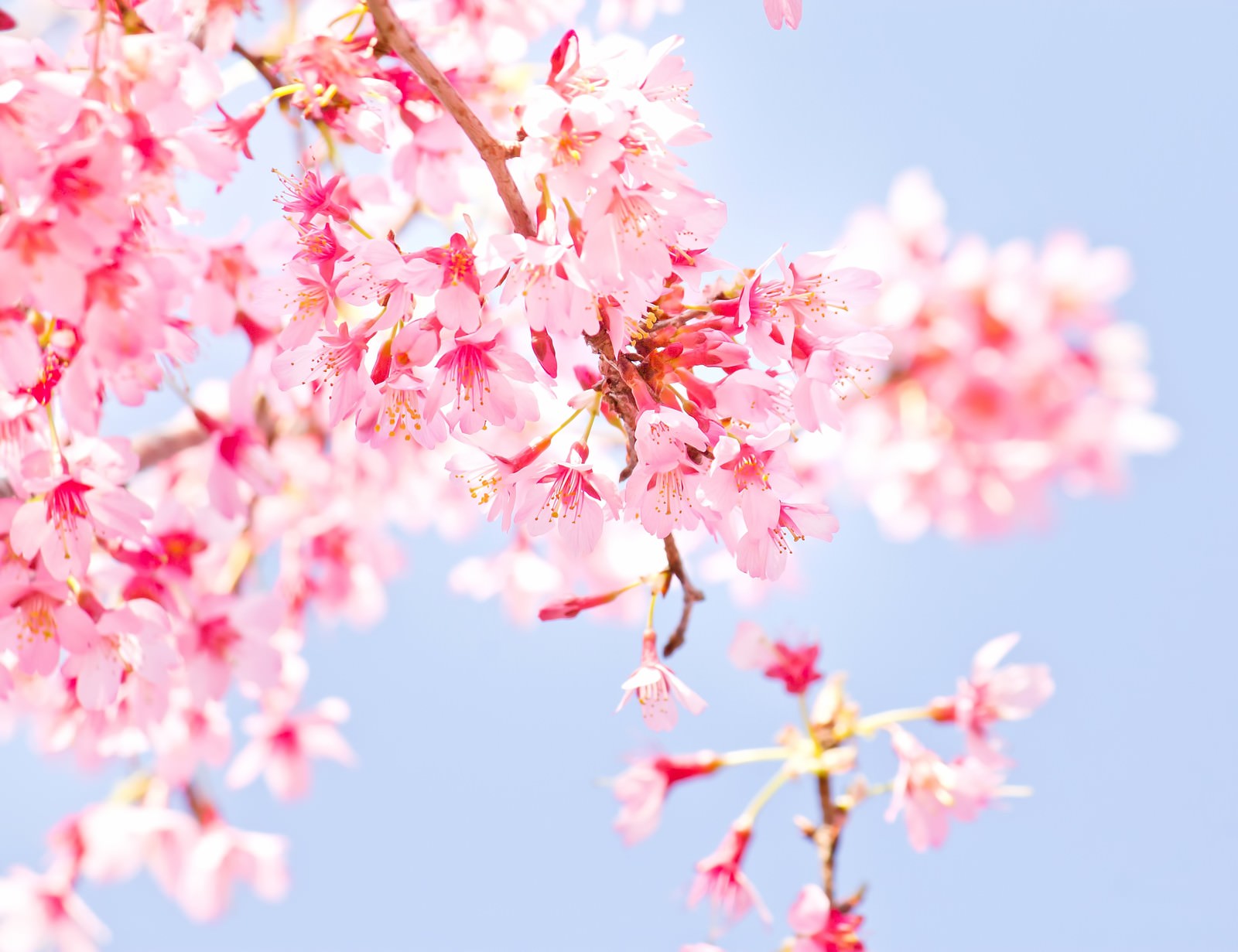 小春日和に咲くピンクの桜