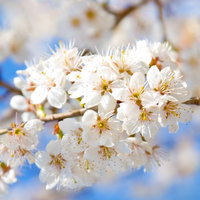 春の青空に映える満開の白桜の写真