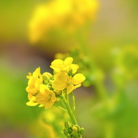 菜の花の茎に咲く黄色い小花とつぼみの写真