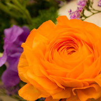 渦を巻くように花びらが重なるオレンジのラナンキュラスの接写の写真