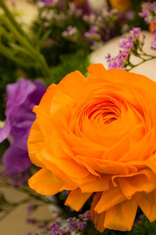 渦を巻くように花びらが重なるオレンジのラナンキュラスの接写